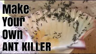 How To Make Homemade ANT KILLER