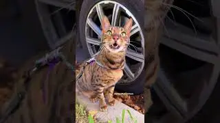 You tell 'em, Raja! Chirping at some birds in a LA park 