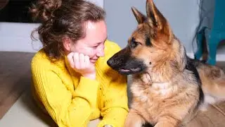 Funny Pet and Human That will Brighten Up Your Day 😍Cute Dog Show Love