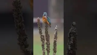 common kingfisher regurgitates indigestible food, the rest shoots out at the bottom 😂 #kingfisher