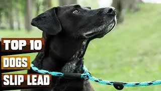 Best Slip Lead for Dog In 2024 - Top 10 Slip Lead for Dogs Review
