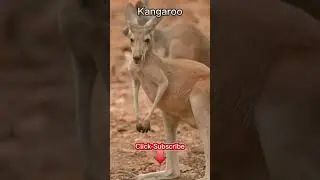 Kangaroo