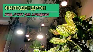 Филодендроны, эпипремнумы, Любимые и неприхотливые. Уход, посадка, составляю грунт.