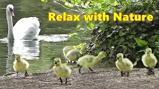 Dog TV Videos at The Beautiful Spring Lake ~ Relaxing TV for Dogs