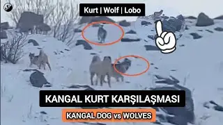 KANGAL DOG vs WOLVES | KANGAL KURT KARŞILAŞMASI #viral #viralvideo #top #lobo #köpek