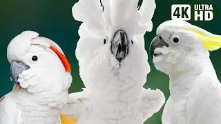 Most Beautiful White Cockatoos on Earth | Stunning & Serene Nature Sounds | Breathtaking Nature