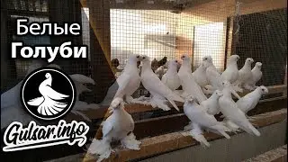 БЕЛЫЕ ДВУХЧУБЫЕ ГОЛУБИ / PIGEONS / TAUBE 