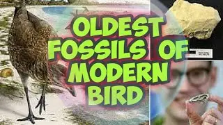 New Discovery || Wonder Chicken Oldest fossils of Modern Birds