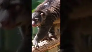 Bear possum: An unusual animal from New Guinea 😍 