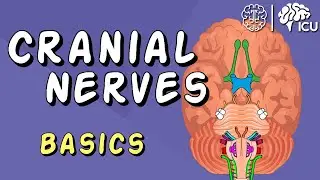 Cranial Nerve BASICS - The 12 cranial nerves and how to REMEMBER them!