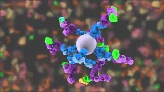 Western Blotting Animation - Part I