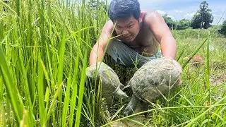 Wow! Catching Turtles and Steam Turtles Eating Delicious