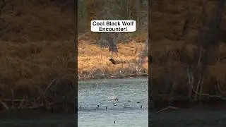 Duck is on the menu for this Black Wolf! (Have You Seen a Wolf Before?) #animals #WolfPack