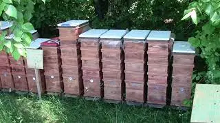 Результат кочёвки шестерамочников на рапс.