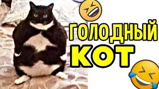 😁 Лютые Приколы ► ГОЛОДНЫЙ КОТ (Смешные мемы. Угарные Приколы и Лучшие Мемы)