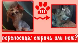 ПЕРЕНОСИЦА ЙОРКА. Стричь или нет? 6 месяцев от стрижки до выпуска видео.