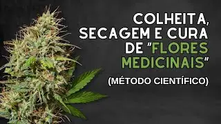 Colheita, Secagem e Cura da “Flor Medicinal”: a ciência do cultivo indoor