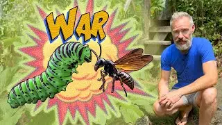 How to Fight Garden Pests by Attracting Beneficial Insects