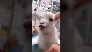 British Baby Goat