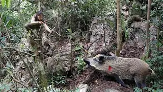 Wild boar rushed into shelter at midnight, immediately set trap to catch, survival alone