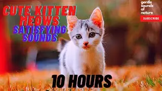 Cute Kitten Meows (10 hours)