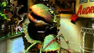 Little Shop of Horrors - Feed Me