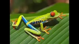 Интересные факты про лягушек(Interesting facts about frogs).