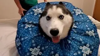 FUNNIEST Huskies 😂 | BEST Compilation of Dogs