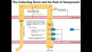 Functions & Histology of the Distal Convoluted Tubule & Collecting Ducts