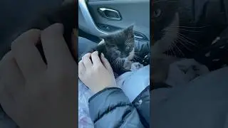 ВЫЖИЛ ЛИ КОТЕНОК ИЗ ПРИЮТА? 