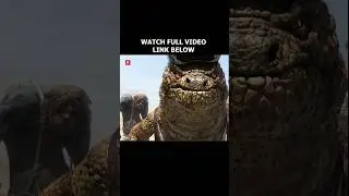 giant alligator vs tiny lizard #rango #funnyanimation #laugh #fun #shorts