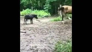Пони и лошадь!