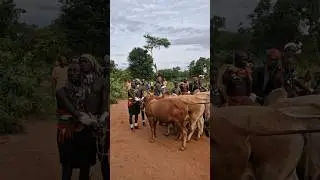 Bull-Jumping Ceremony Omo Valley Ethiopia #ethiopia #omovalley #omoadvisor #omoriver #shorts #africa