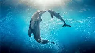 Healing songs of Dolphins & Whales | Deep Meditative Music for Harmony of Inner Peace