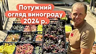 Огляд колекції винограду, новинки та перевірені форми на  24 липня 2024 р.