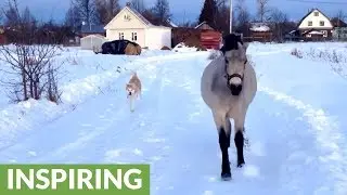 Friendly horse and dog play around in the snow