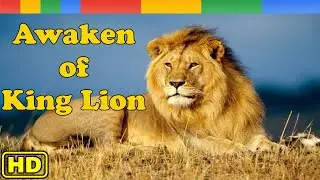 Lion Documentary - Awaken The Bravery of King Lion in Africa - Nat Geo Wild Documentary