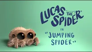 Lucas the Spider - Jumping Spider - Short