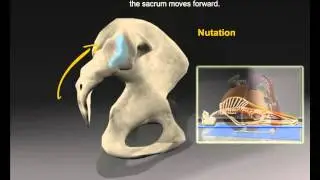 Sacroiliac Joint