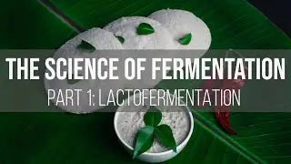 The Science of Fermentation: Lactofermentation