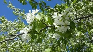 Витас - Аве Мария