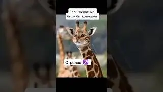 Если бы Животные были Котиками 😁👌🏼