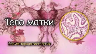 Тело матки | Элементарная гистология