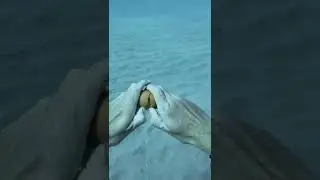 Diver Cracks Egg Bottom of the Ocean #shorts