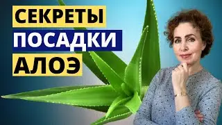 Как вырастить АЛОЭ. Как посадить АЛОЭ.