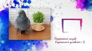 Содержание голубя в домашних условиях часть 2
