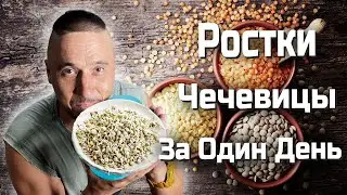 Чечевица Ростки За СУТКИ !