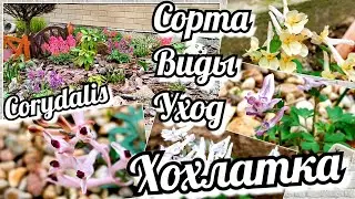 Хохлатка/Corydalis/ Виды, сорта цветущие рано весной. Уход и место посадки