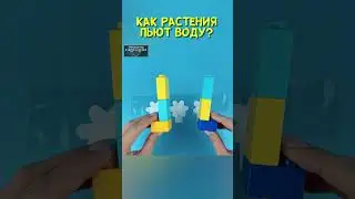 Подробности в описании⬇️ Как цветы пьют воду 
