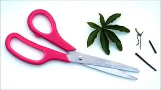 Scissor snips - ASMR - Sound effects